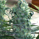 Семена конопли Zacateca Tribute reg. ACE Seeds