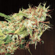Семена конопли Zamaldelica reg. ACE Seeds