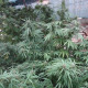 Семена конопли Zamaldelica reg. ACE Seeds