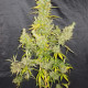Семена конопли Zamaldelica reg. ACE Seeds