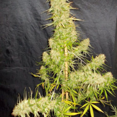 Zamaldelica regular (ACE Seeds)
