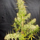 Семена конопли Zamaldelica reg. ACE Seeds