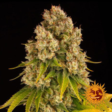 Cheese Strain auto feminised (Barney`s Farm)