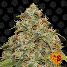 Lemon Potion Strain CBD auto feminised (Barney`s Farm)