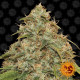Семена конопли Lemon Potion Strain CBD autofem. Barney`s Farm