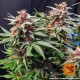 Семена конопли Runtz Strain autofem. Barney`s Farm