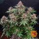 Семена конопли Runtz Strain autofem. Barney`s Farm