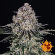 Sour Diesel Strain auto feminised (Barney`s Farm)