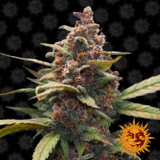 Ayahuasca Purple Strain feminised (Barney`s Farm)