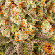 Насіння коноплі Banana Punch Strain fem. Barney`s Farm