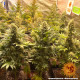 Насіння коноплі Banana Punch Strain fem. Barney`s Farm