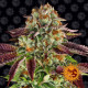 Семена конопли Biscotti Mintz Strain fem. Barney`s Farm