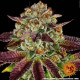 Семена конопли Biscotti Mintz Strain fem. Barney`s Farm