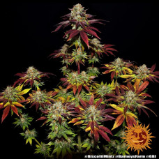 Biscotti Mintz Strain feminised (Barney`s Farm)