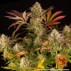 Семена конопли Blue Sunset Sherbert Strain fem. Barney`s Farm