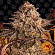 Blue Sunset Sherbert Strain feminised (Barney`s Farm)