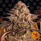 Семена конопли Blue Sunset Sherbert Strain fem. Barney`s Farm