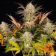 Семена конопли Blue Sunset Sherbert Strain fem. Barney`s Farm