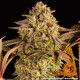 Семена конопли Blue Sunset Sherbert Strain fem. Barney`s Farm