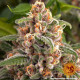 Семена конопли Blueberry Cheese Strain fem. Barney`s Farm