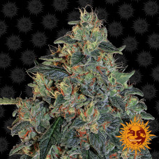 Blueberry OG Strain feminised (Barney`s Farm)