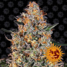 Bubba Kush Strain feminised (Barney`s Farm)