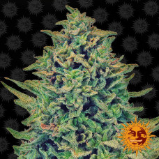 Blue Shark Strain CBD feminised (Barney`s Farm)