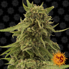 Critical Cure Strain CBD feminised (Barney`s Farm)