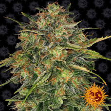 Cheese Strain feminised (Barney`s Farm)