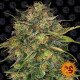 Семена конопли Cheese Strain fem. Barney`s Farm