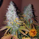 Насіння коноплі Cookies Kush Strain fem. Barney`s Farm