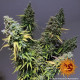 Семена конопли Critical Kush Strain fem. Barney`s Farm