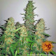 Семена конопли Critical Kush Strain fem. Barney`s Farm
