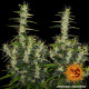 Семена конопли Dr Grinspoon Strain fem. Barney`s Farm