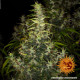 Семена конопли Dr Grinspoon Strain fem. Barney`s Farm