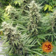 Семена конопли G13 Haze Strain fem. Barney`s Farm
