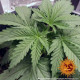 Семена конопли G13 Haze Strain fem. Barney`s Farm