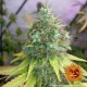 Семена конопли G13 Haze Strain fem. Barney`s Farm