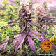 Семена конопли Glookies Strain fem. Barney`s Farm