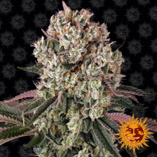 Glookies Strain feminised (Barney`s Farm)