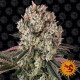 Семена конопли Glookies Strain fem. Barney`s Farm