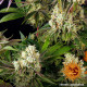 Семена конопли Glookies Strain fem. Barney`s Farm