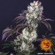 Семена конопли Glookies Strain fem. Barney`s Farm