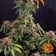 Семена конопли Kush Mintz Strain fem. Barney`s Farm