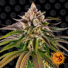 Kush Mintz Strain feminised (Barney`s Farm)
