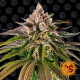Семена конопли Kush Mintz Strain fem. Barney`s Farm