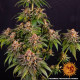 Семена конопли Kush Mintz Strain fem. Barney`s Farm