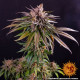 Семена конопли Kush Mintz Strain fem. Barney`s Farm
