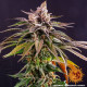 Семена конопли Kush Mintz Strain fem. Barney`s Farm