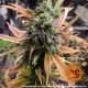 Семена конопли Laughing Buddha Strain fem. Barney`s Farm